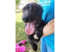 Adopt Scootalo a Dachshund