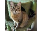 Adopt Elina a Domestic Short Hair