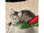 Adopt Presley a Domestic Medium Hair