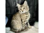 Adopt Pearl a Domestic Medium Hair