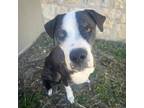 Adopt Genesis a Mixed Breed