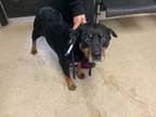 Adopt Brinley a Rottweiler, Mixed Breed
