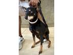 Adopt D`va a Miniature Pinscher, Mixed Breed