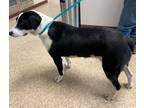 Adopt Bobbi a Australian Shepherd, Labrador Retriever