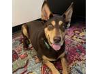 Adopt Spicy RN a Doberman Pinscher, Mixed Breed