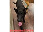 Adopt Dog Kennel #8 a Labrador Retriever