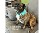 Adopt Sammy a Pug, Boxer