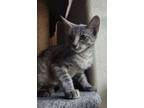 Adopt Catarina a Tabby