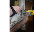 Adopt Oceana a Tabby