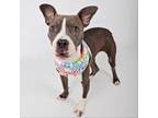 Adopt Evee a American Staffordshire Terrier