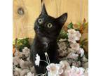 Adopt Deja Vu a Domestic Short Hair