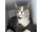Adopt Pattycake a Domestic Short Hair