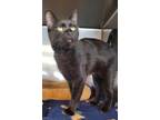 Adopt Luna a Domestic Short Hair