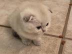 Scottish Fold