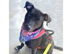 Adopt Jude a Pit Bull Terrier