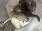 Bengals