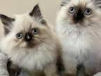 Full Himalayans