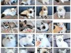 Ragdoll Kittens Available