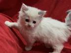 Ragdoll Male