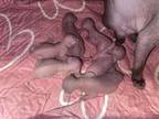 Raven Kittens