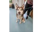 Adopt Kiki a Siberian Husky