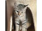 Adopt Dawn a American Shorthair