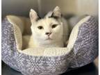 Adopt Nora a Domestic Short Hair