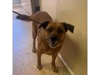 Adopt Ellie a German Shepherd Dog, Mastiff
