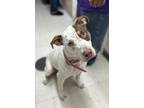 Adopt Millie a Catahoula Leopard Dog, Mixed Breed