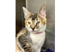 Adopt Thea a Domestic Short Hair