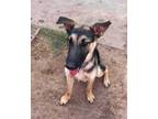 Adopt Vincentina a German Shepherd Dog