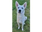 Adopt Annalise a German Shepherd Dog