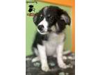 Adopt Asiago a Border Collie, Mixed Breed