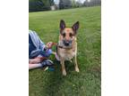 Adopt Sammie a German Shepherd Dog