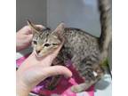 Adopt Waffles a Domestic Short Hair