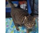 Adopt Sugar a Domestic Short Hair