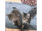 Adopt Marie a Domestic Short Hair