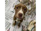 Adopt Croissant a Mixed Breed