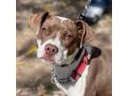 Adopt Chutney a Mixed Breed