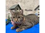 Adopt Rustie a Domestic Short Hair