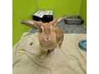 Adopt Maggie a Lop Eared, Holland Lop