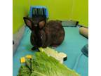 Adopt Gracie a American