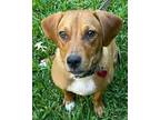 Adopt Ruth a Beagle, Rhodesian Ridgeback