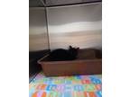 Adopt Slinky-Tag 224 a Domestic Short Hair