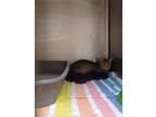Adopt Tag 20 a Domestic Short Hair