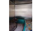 Adopt Tag 32 a Domestic Short Hair