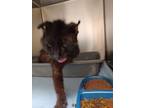Adopt Tag 46 a Domestic Short Hair
