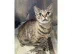 Adopt Lottie a Domestic Short Hair