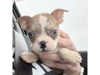 Adopt Kiwi a Boston Terrier