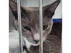 Adopt Hawaii (24-7926) a Domestic Short Hair
